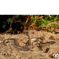 خانواده مارهای بوآ Erycidae